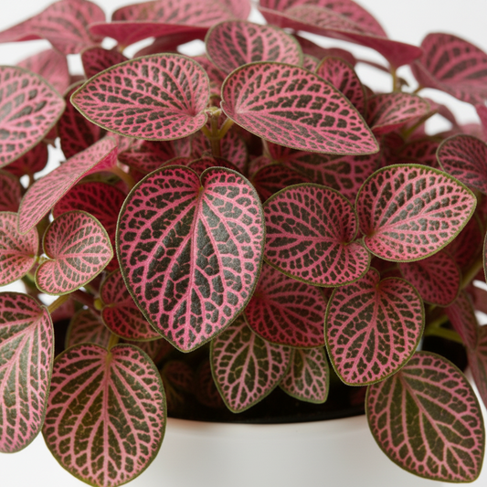 Fittonia - Pink